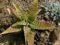 Aloe branddraaiensis P1120482.JPG